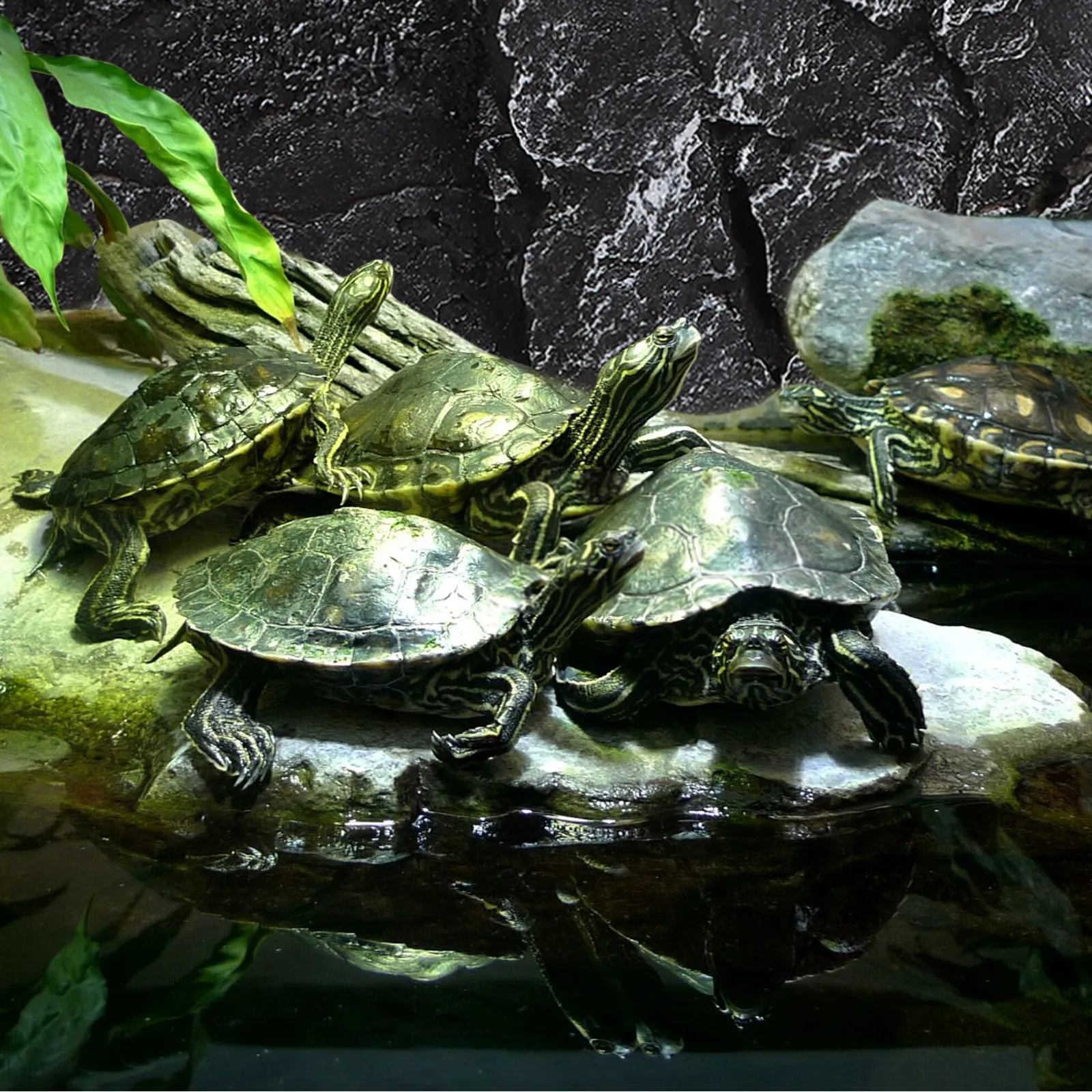 Realistic Rock Background Board for Reptile Tank Aquarium Terrarium 3D Stereo Fish Tank Decoration Reptile Background
Realistic Rock Background Board for Reptile Tank Aquarium Terrarium 3D Stereo Fish Tank Decoration Reptile Background