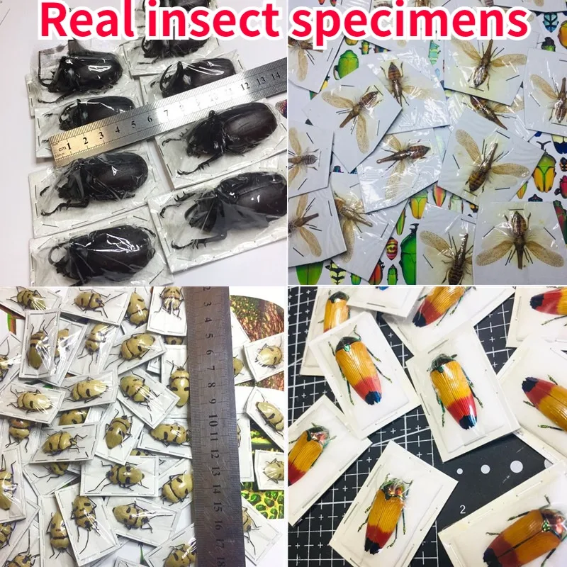 A1/A - Real Beetle Specimen Steam Insect Photography Collection Natural Gift Sculpture Statue
A1/A - Real Beetle Specimen Steam Insect Photography Collection Natural Gift Sculpture Statue
