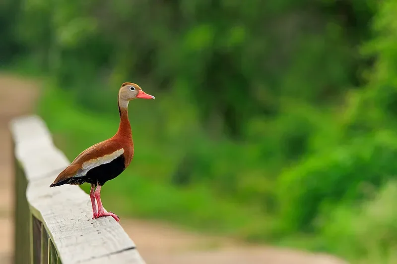 HolyBro H-RTK NEO-F9P Rover (IP66, RM3100 Compass) for Pixhawk/RC Drone 
HolyBro H-RTK NEO-F9P Rover (IP66, RM3100 Compass) for Pixhawk/RC Drone