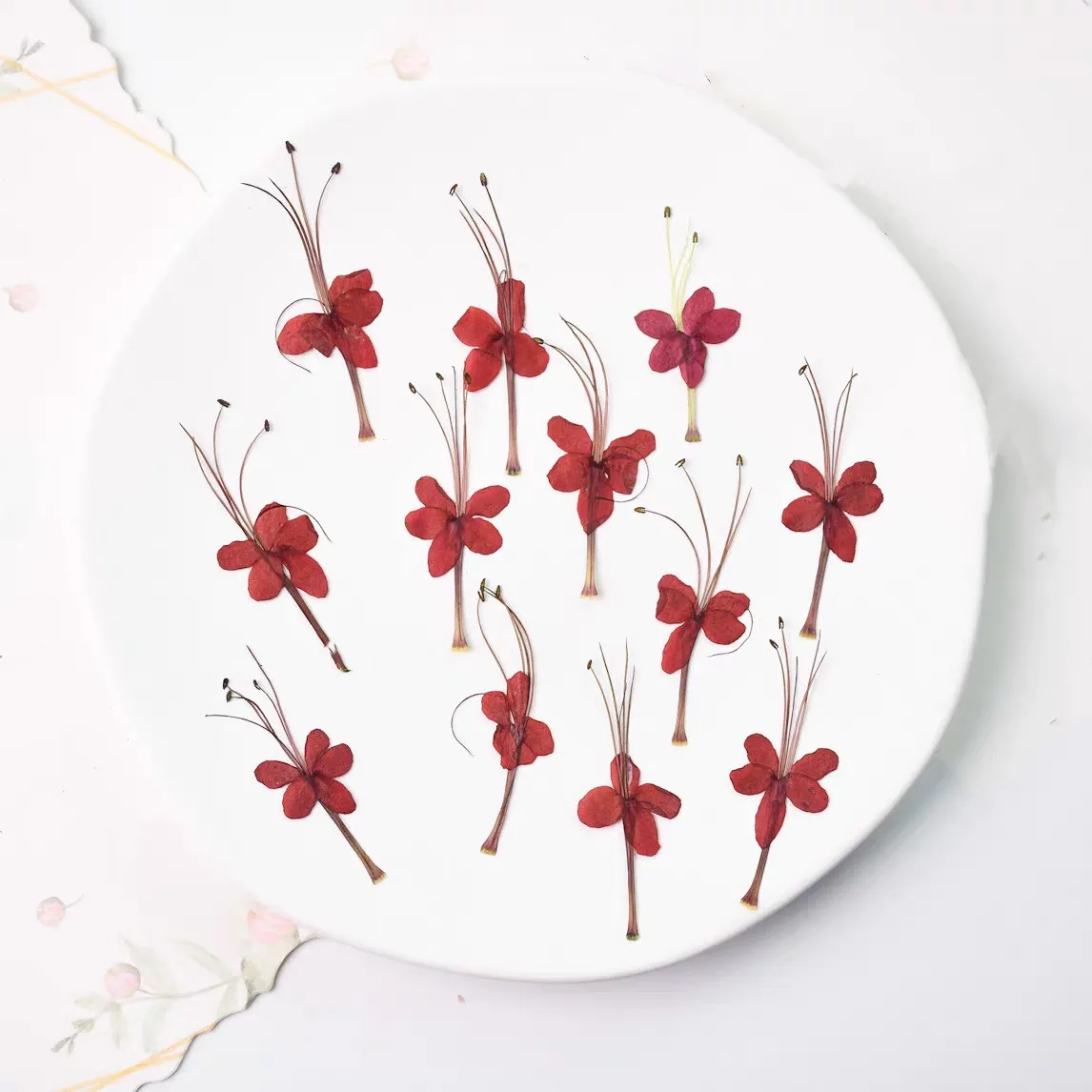60pcs Pressed Dried Red Dragonfly Flower Herbarium Handicraft Jewelry Postcard Bookmark Frame Phone Case Face Makeup Lamp Card
60pcs Pressed Dried Red Dragonfly Flower Herbarium Handicraft Jewelry Postcard Bookmark Frame Phone Case Face Makeup Lamp Card