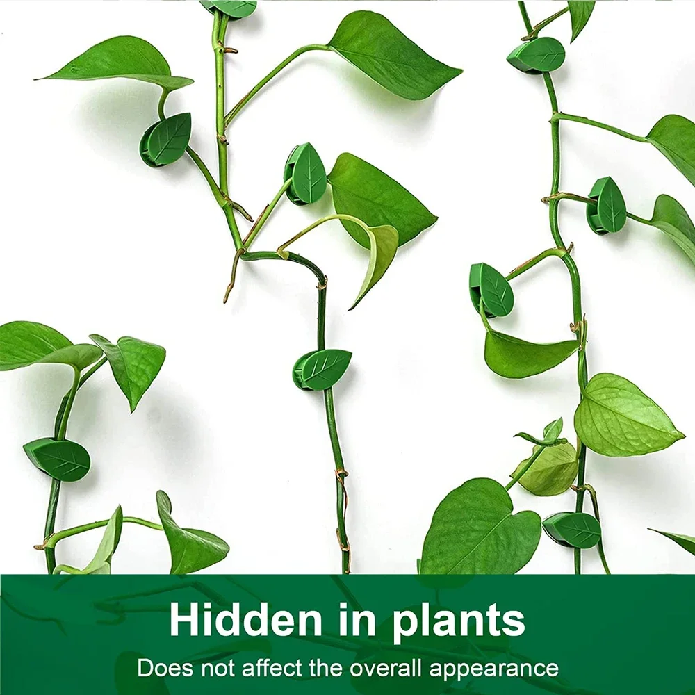 10/50 PCS Plant Climbing Wall Fixture Rattan Vine Bracket Fixed Buckle Leaf Clips Traction Holder Plant Fixing Clip Garden Tool
10/50 PCS Plant Climbing Wall Fixture Rattan Vine Bracket Fixed Buckle Leaf Clips Traction Holder Plant Fixing Clip Garden Tool