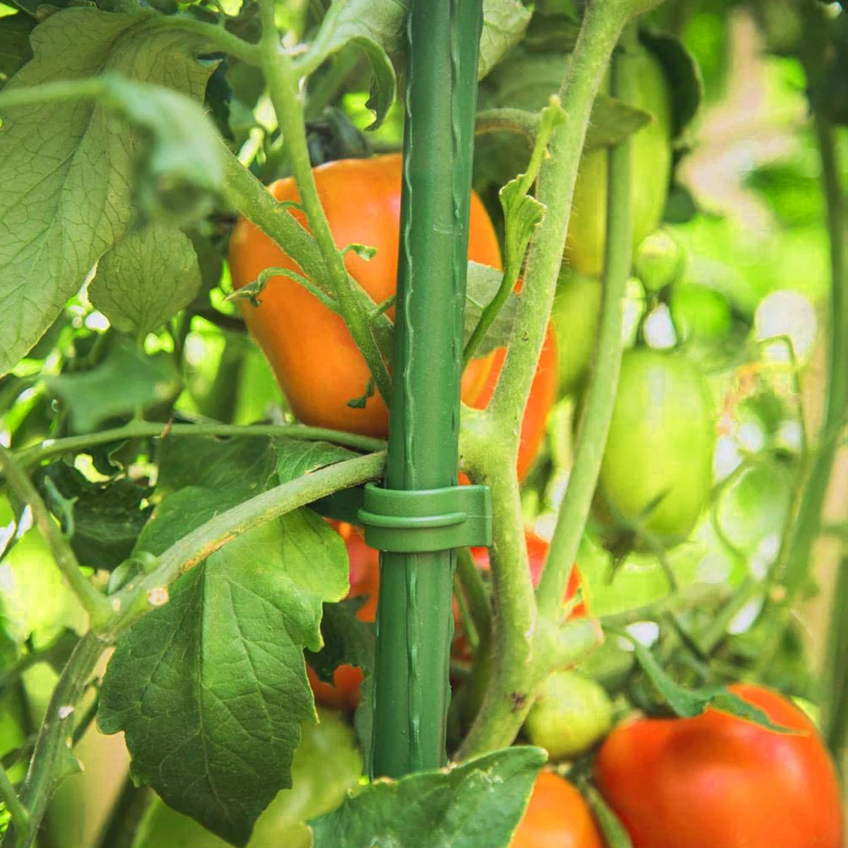 Tomato Cage Trellis Connector Arms Plants Connectors for Scalable Green Stakes Tomatillo Expandable Trellis Connectors Plant
Tomato Cage Trellis Connector Arms Plants Connectors for Scalable Green Stakes Tomatillo Expandable Trellis Connectors Plant