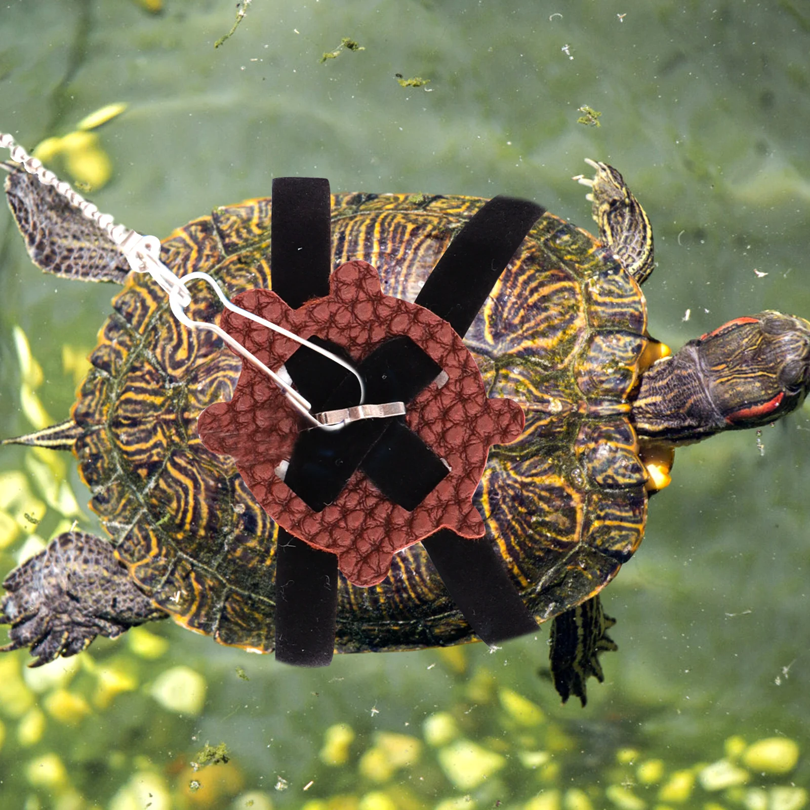 1pcs Turtle Leash Adjustable Lightweight Pet Tortoise Walking Harness Strap Breathable Outdoor Control Rope Portable Training
1pcs Turtle Leash Adjustable Lightweight Pet Tortoise Walking Harness Strap Breathable Outdoor Control Rope Portable Training