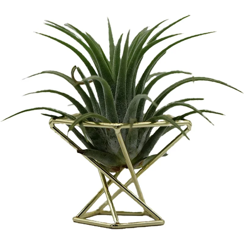 ABUP-30 Pcs Geometric Air Plant Holder Airplants Rack Metal Plants Stand Planter Shelves Himmeli Decor Tillandsia Containers
ABUP-30 Pcs Geometric Air Plant Holder Airplants Rack Metal Plants Stand Planter Shelves Himmeli Decor Tillandsia Containers