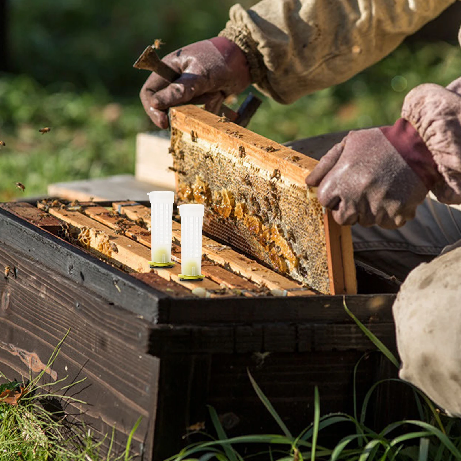 20Pcs Queen Cage Protective Covers Plastic Bee Cell Protector Long-Lasting Safety Guard Anti-Biting Beekeeping Tool Apiculture
20Pcs Queen Cage Protective Covers Plastic Bee Cell Protector Long-Lasting Safety Guard Anti-Biting Beekeeping Tool Apiculture