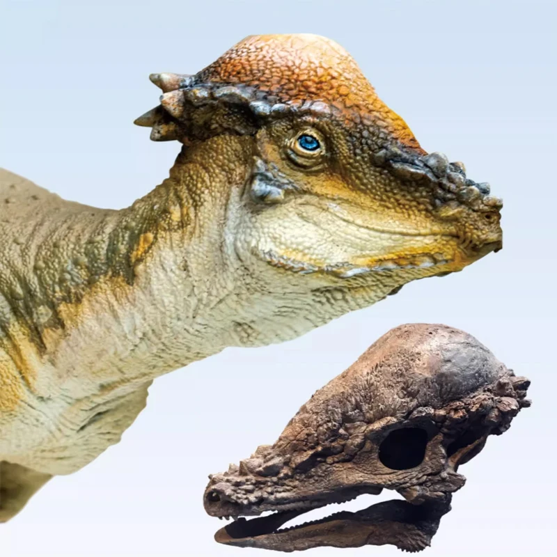 Pachycephalosaurus Austin Dinosaur King Growth Companion Model 46 Handmade Toys Desktop Ornaments Collectibles Holiday Gifts
Pachycephalosaurus Austin Dinosaur King Growth Companion Model 46 Handmade Toys Desktop Ornaments Collectibles Holiday Gifts