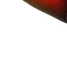 Triple Function Heated Foot & Ankle Massager, Utilizes Vibration and Compression Measures
Triple Function Heated Foot & Ankle Massager, Utilizes Vibration and Compression Measures