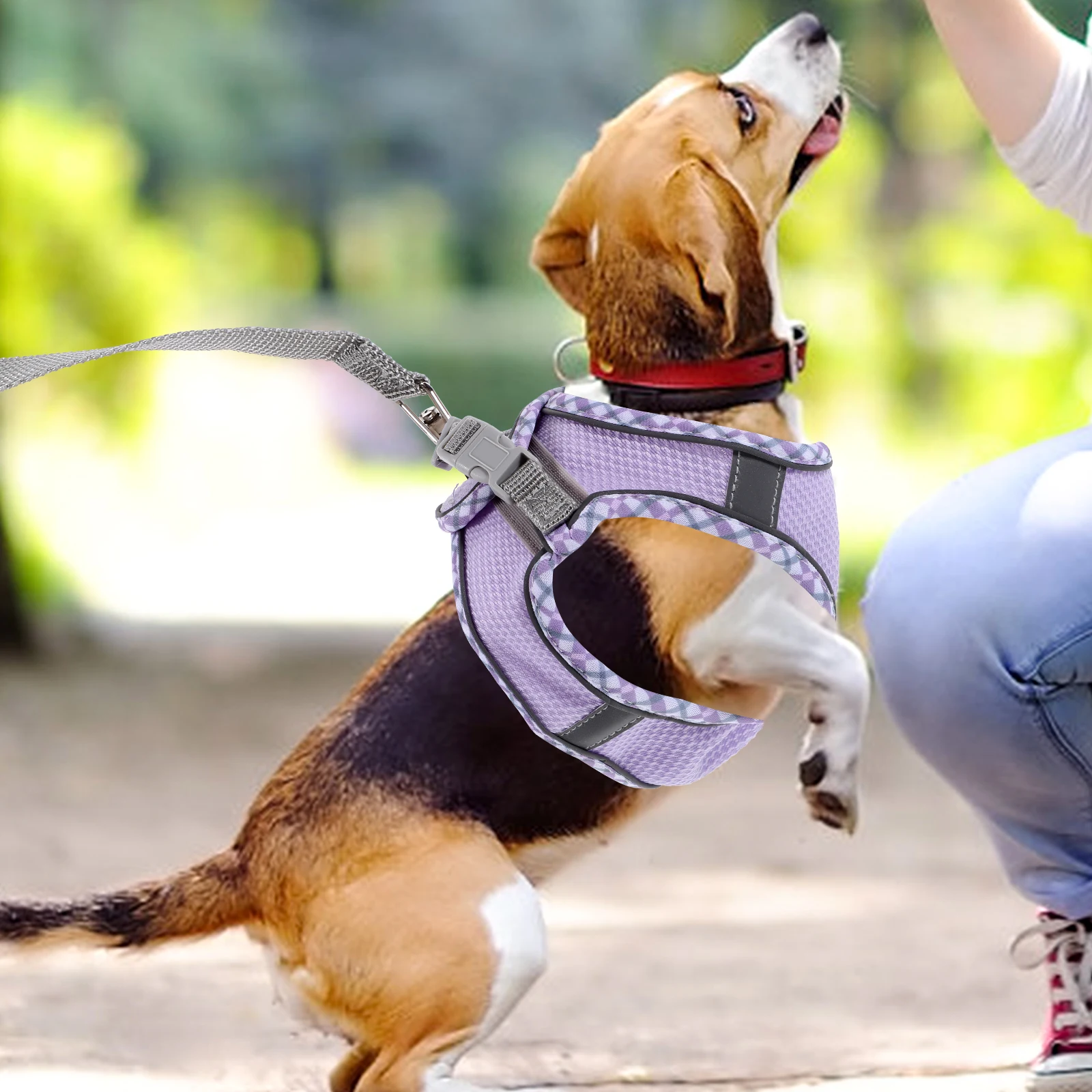 Chest Strap Traction Rope Set Puppy Harness Pet for Small Dogs Polyester Walking Leash
Chest Strap Traction Rope Set Puppy Harness Pet for Small Dogs Polyester Walking Leash