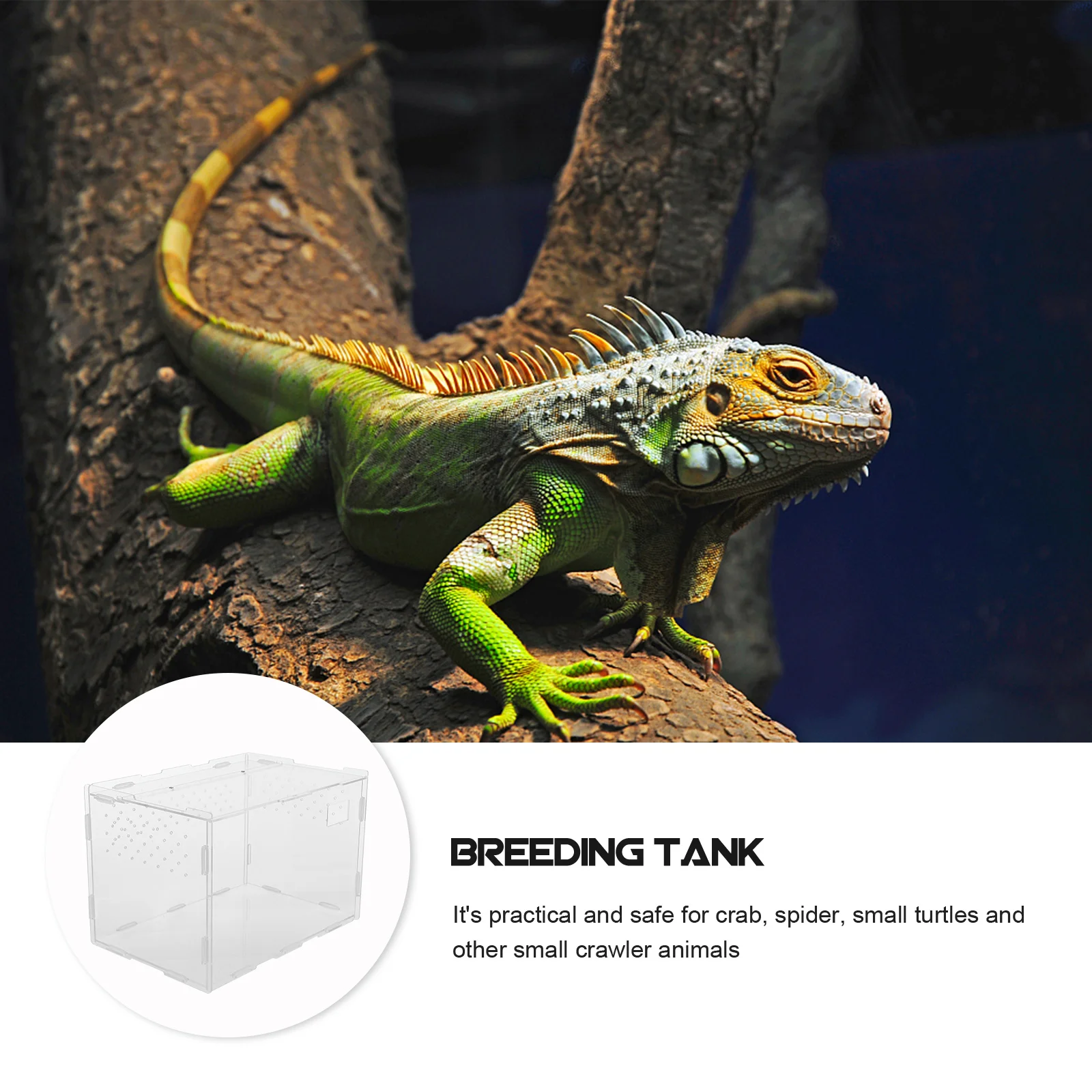 1Pcs Reptile Feeding Box Transparent Acrylic Breeding Container Lizard Spider Habitat Ventilation Holes Durable Pet Display Case
1Pcs Reptile Feeding Box Transparent Acrylic Breeding Container Lizard Spider Habitat Ventilation Holes Durable Pet Display Case