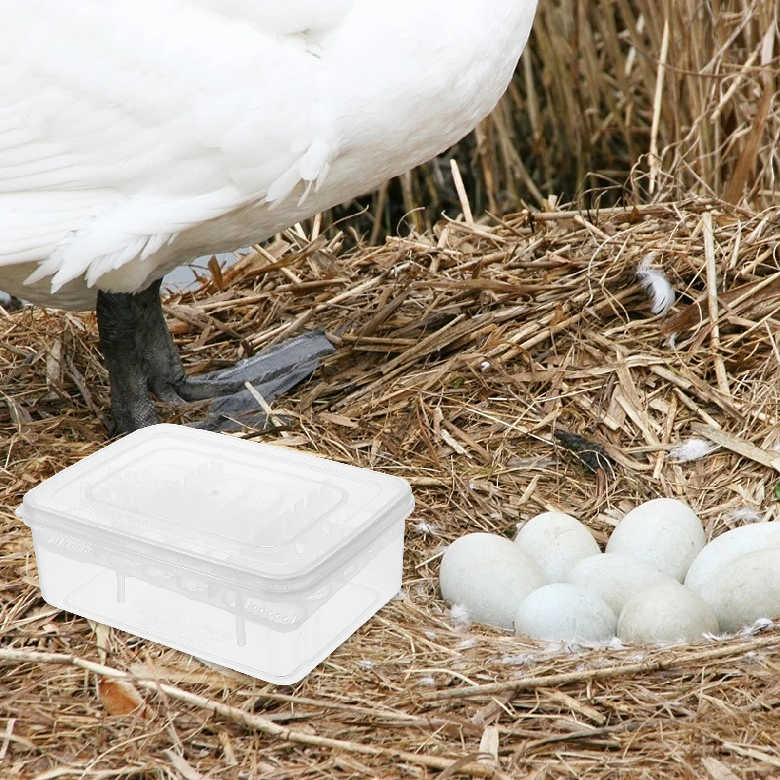 2pcs Reptile Egg Incubator 16 Grids Transparent Hatching Box For Turtle Lizard Breeding Tool Pet Supply Case
2pcs Reptile Egg Incubator 16 Grids Transparent Hatching Box For Turtle Lizard Breeding Tool Pet Supply Case