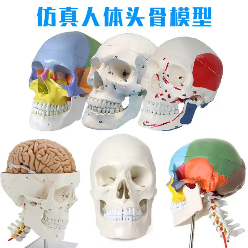 Adult 1:1 skull dissection specimen, medical simulation human skull model, removable color skull
Adult 1:1 skull dissection specimen, medical simulation human skull model, removable color skull
