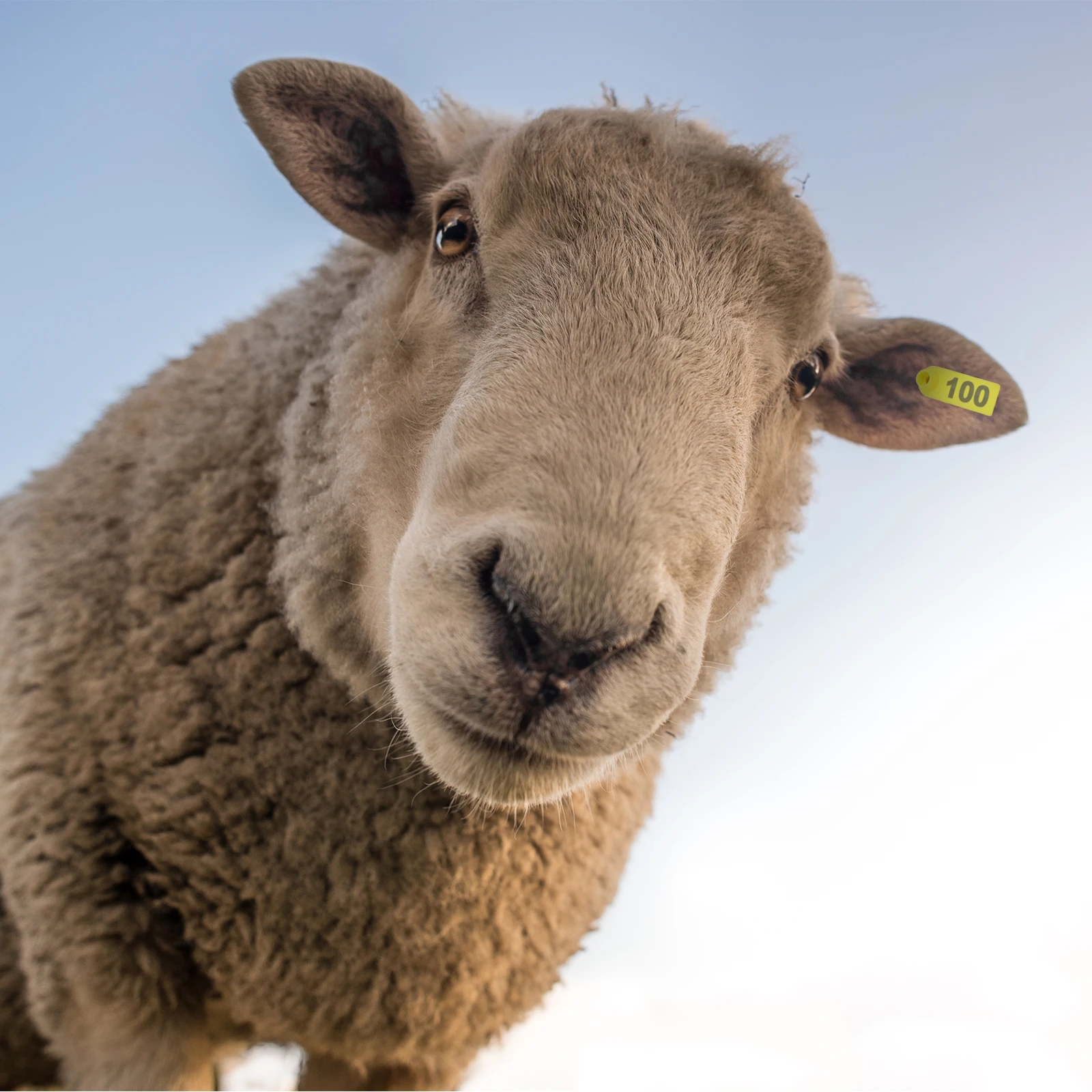 100pcs TPU Sheep Ear Tags Lightweight Cattle Marker Yellow Animal ID Proper Size Long Term Use Livestock Management Pet
100pcs TPU Sheep Ear Tags Lightweight Cattle Marker Yellow Animal ID Proper Size Long Term Use Livestock Management Pet