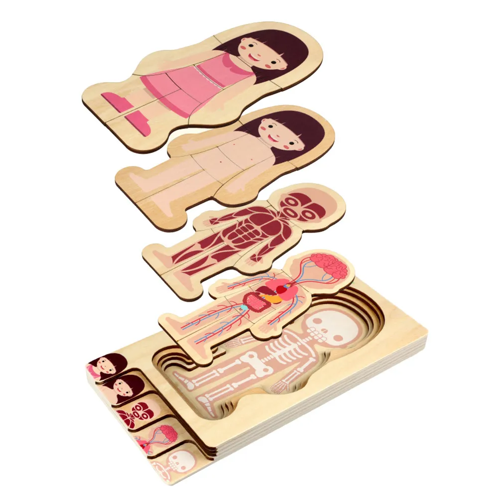 1Pcs Body Constitution Puzzle Wooden Durable Safe Educational Game Promote Kids Cognitive Muscle Bone Organ Understanding
1Pcs Body Constitution Puzzle Wooden Durable Safe Educational Game Promote Kids Cognitive Muscle Bone Organ Understanding