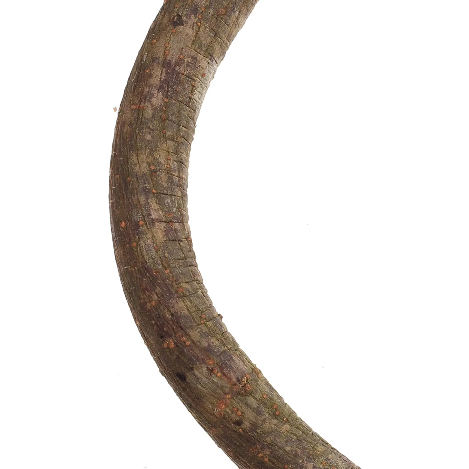 1Pcs Wood Stand for Birds Natural Perch Branch Parrots Cage Supplies Training Rod Poultry Small Pets Balance Coordination
1Pcs Wood Stand for Birds Natural Perch Branch Parrots Cage Supplies Training Rod Poultry Small Pets Balance Coordination