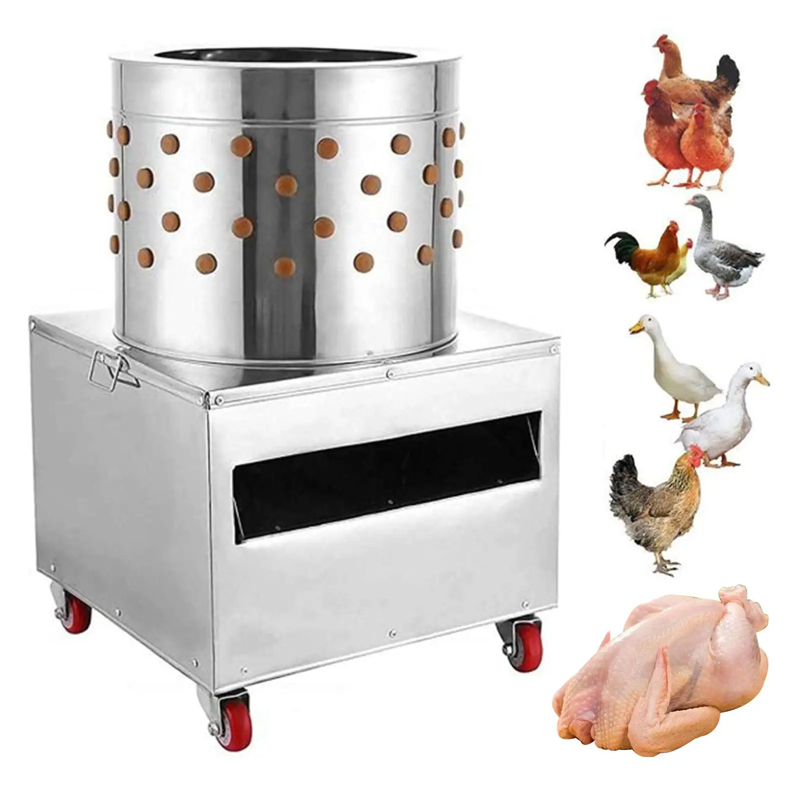 2HP Chicken Plucker Machine, 20Inch Turkey De-Feather Remover Poultry Stainless Steel Machine 1500W 275R/min Barrel Diameter Heavy Duty Feather Plucking Machine
2HP Chicken Plucker Machine, 20Inch Turkey De-Feather Remover Poultry Stainless Steel Machine 1500W 275R/min Barrel Diameter Heavy Duty Feather Plucking Machine