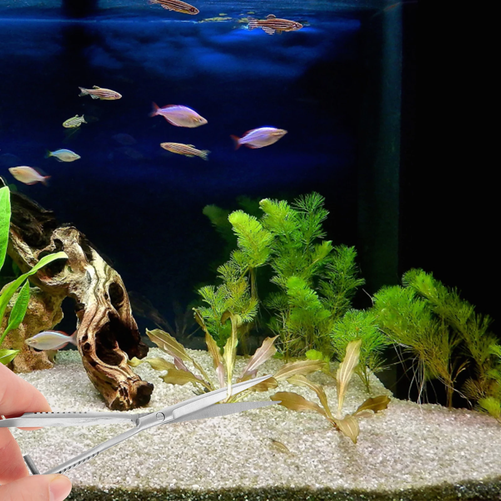 Premium Stainless Aquarium Scissor Professional Aqua-Plant Spring Scissor Cleaning Fish Tank Gravel Substrate Decorations
Premium Stainless Aquarium Scissor Professional Aqua-Plant Spring Scissor Cleaning Fish Tank Gravel Substrate Decorations