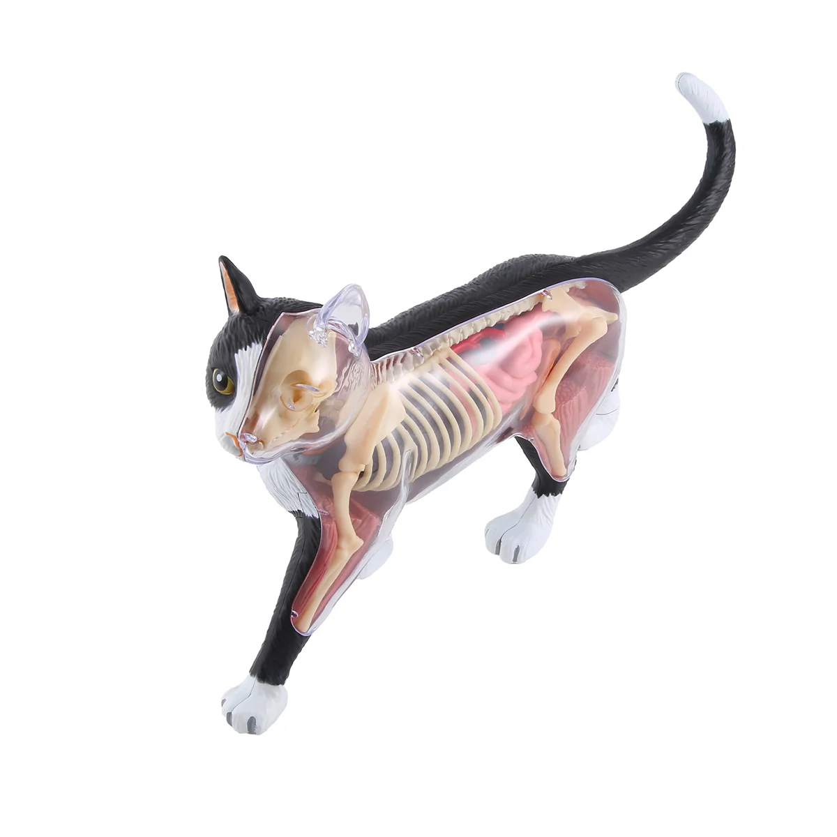 Y19A Animal Organ Anatomy Model 4D Cat Intelligence Assembling Toy Teaching Anatomy Model DIY Popular Science Appliances
Y19A Animal Organ Anatomy Model 4D Cat Intelligence Assembling Toy Teaching Anatomy Model DIY Popular Science Appliances