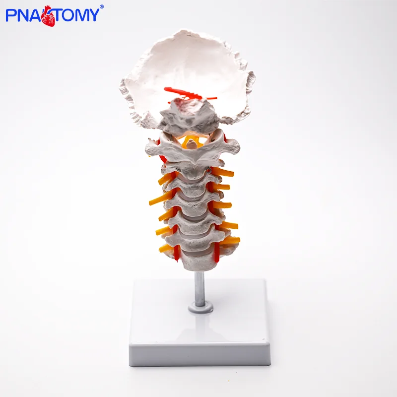 To Supply Human 7 Cervical Vertebrae with Posterior Occipital Intervertebral Disc and Nerve Model with Carotid Artery
To Supply Human 7 Cervical Vertebrae with Posterior Occipital Intervertebral Disc and Nerve Model with Carotid Artery
