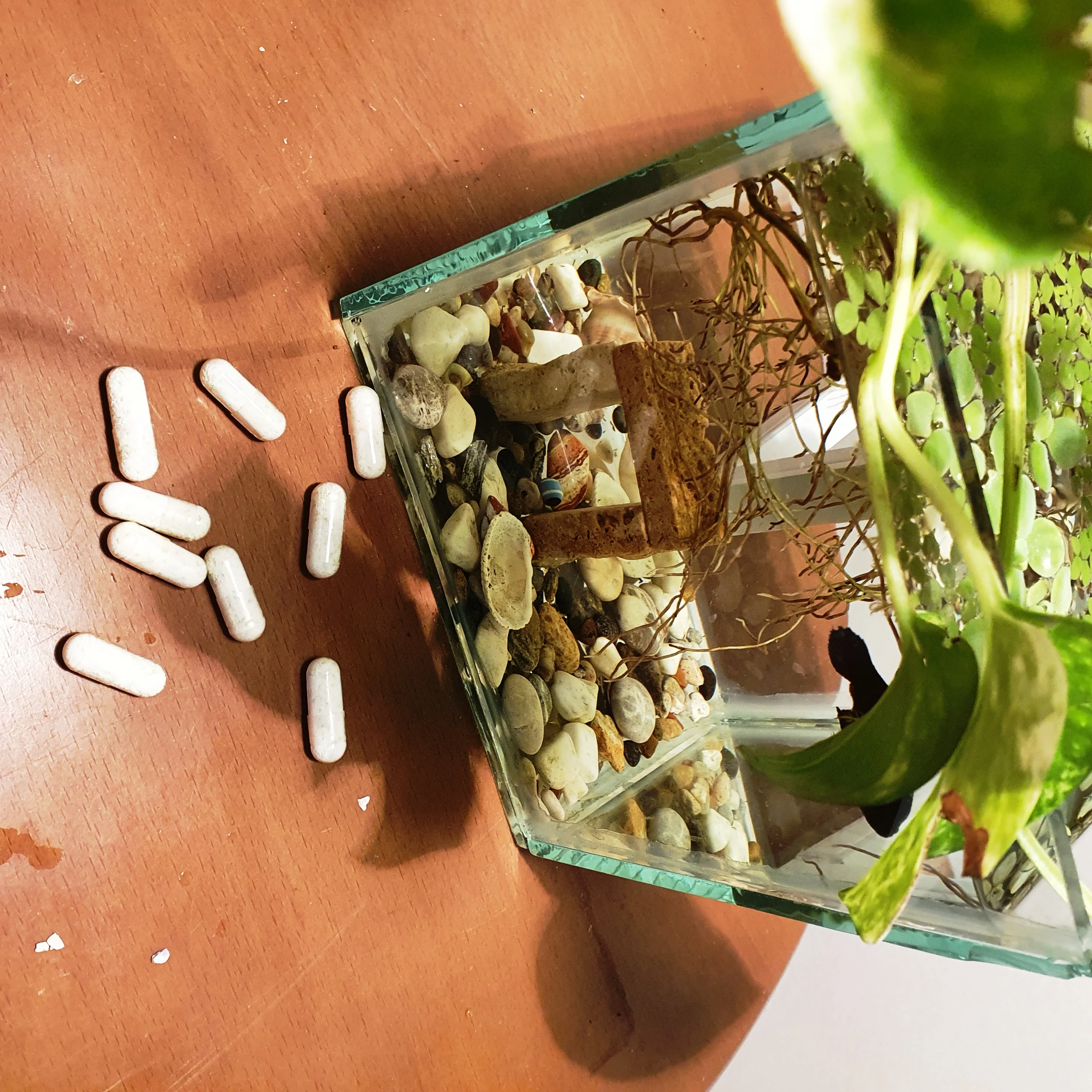 capsule fertilizer for aquatic plants. best fertilizer all macro and micro elements in this capsule harmless for fish 40 pcs
capsule fertilizer for aquatic plants. best fertilizer all macro and micro elements in this capsule harmless for fish 40 pcs