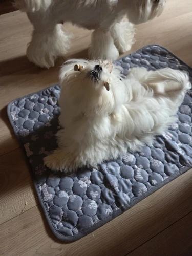 실물 포토 리뷰