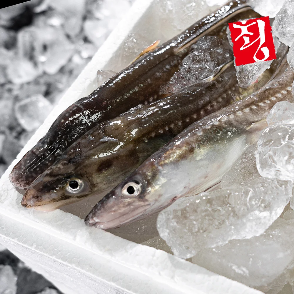 [산지직송] 통영 자연산 바다장어 세꼬시 생선 회 150g, 300g
