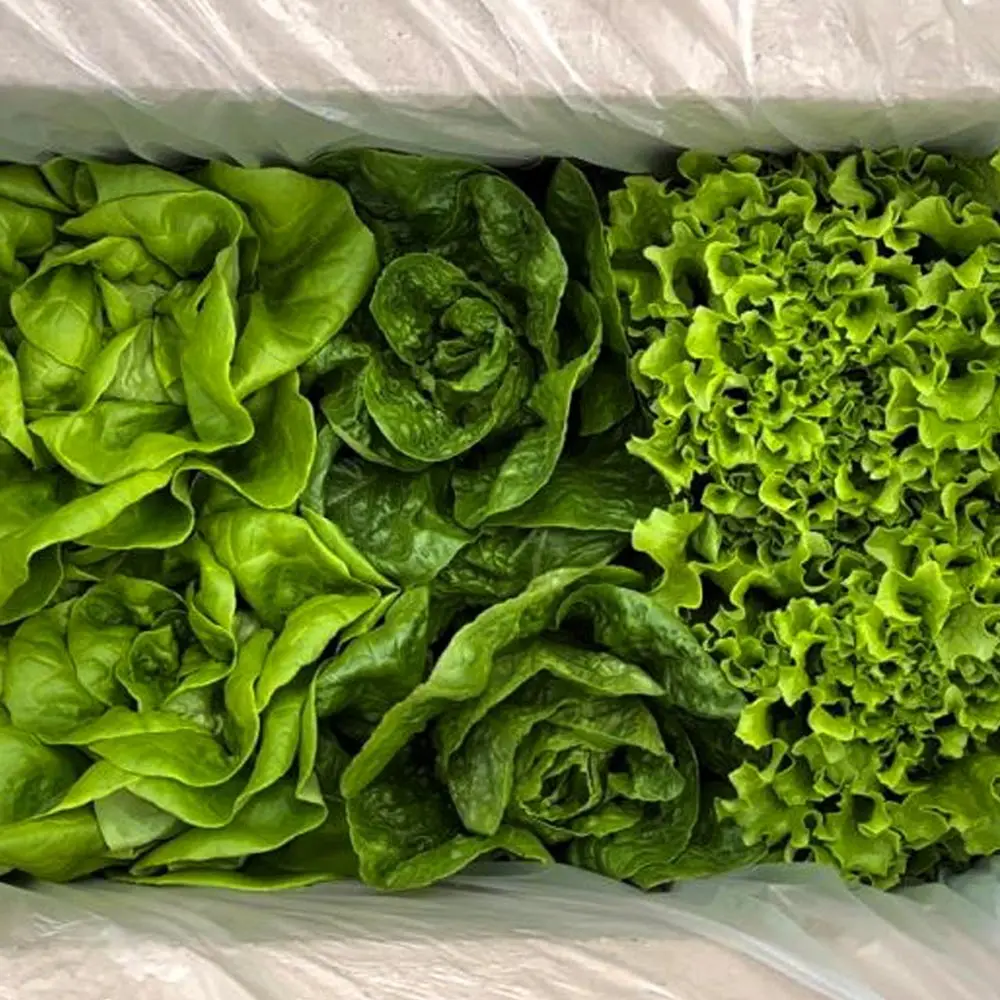 [السلطة العضوية] السلطة العضوية الأوروبية 6-8 أنواع من الزبدة والخس والخس الروماني 1 كجم