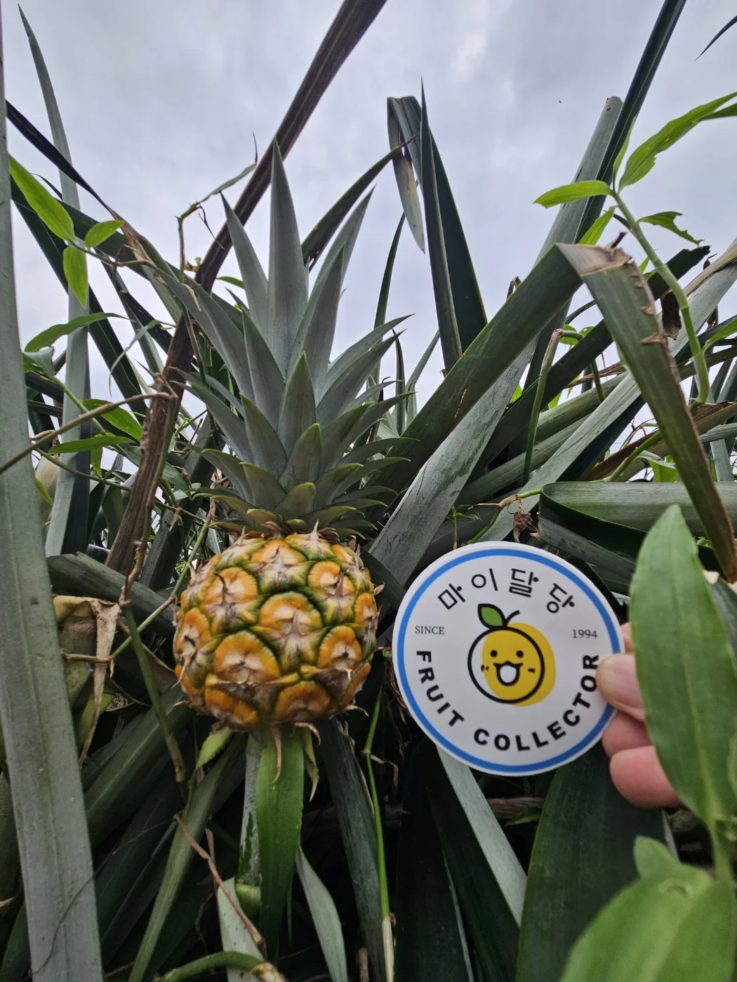 [마이달당] Dole 파인애플 2수 2.4~2.8kg 내외