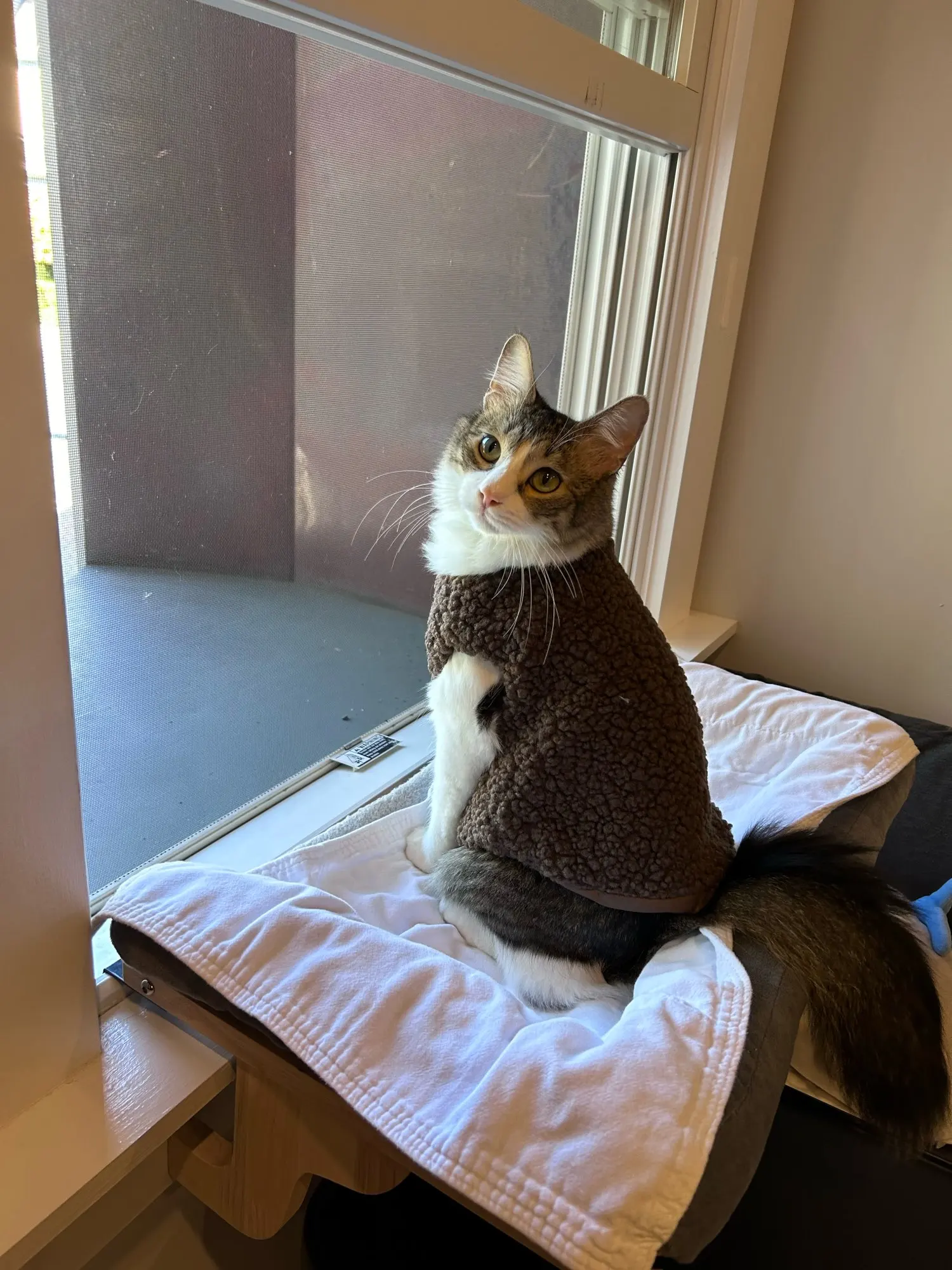 Warm Lamb Wool Pet Vest photo review