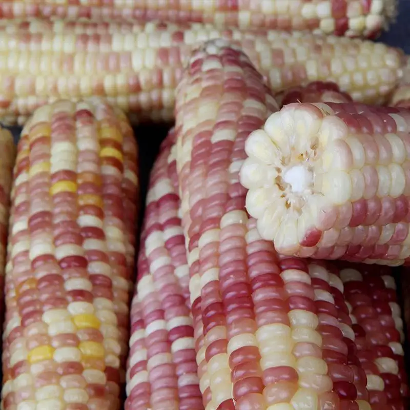 10 pieces/20 pieces of straight-eating red-black steamed corn over 14cm GIOK!