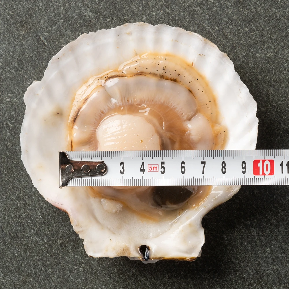 Korea's Agricultural Acid Dae Wang Iron Participation Ribs 1kg Scallops [Origin Products: Made in Japan]