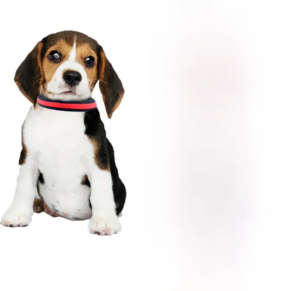 Colar do cão do animal de estimação da luz do diodo emissor de luz colorida para passeios da noite