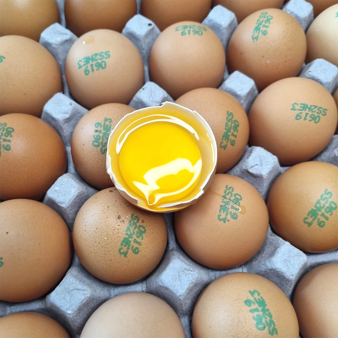 بيض طازج مع بود مضاءة ، شهادة HACCP ، خطأ حيويّ ، الإصدار الثاني الخاص ، 60 بيضة حية