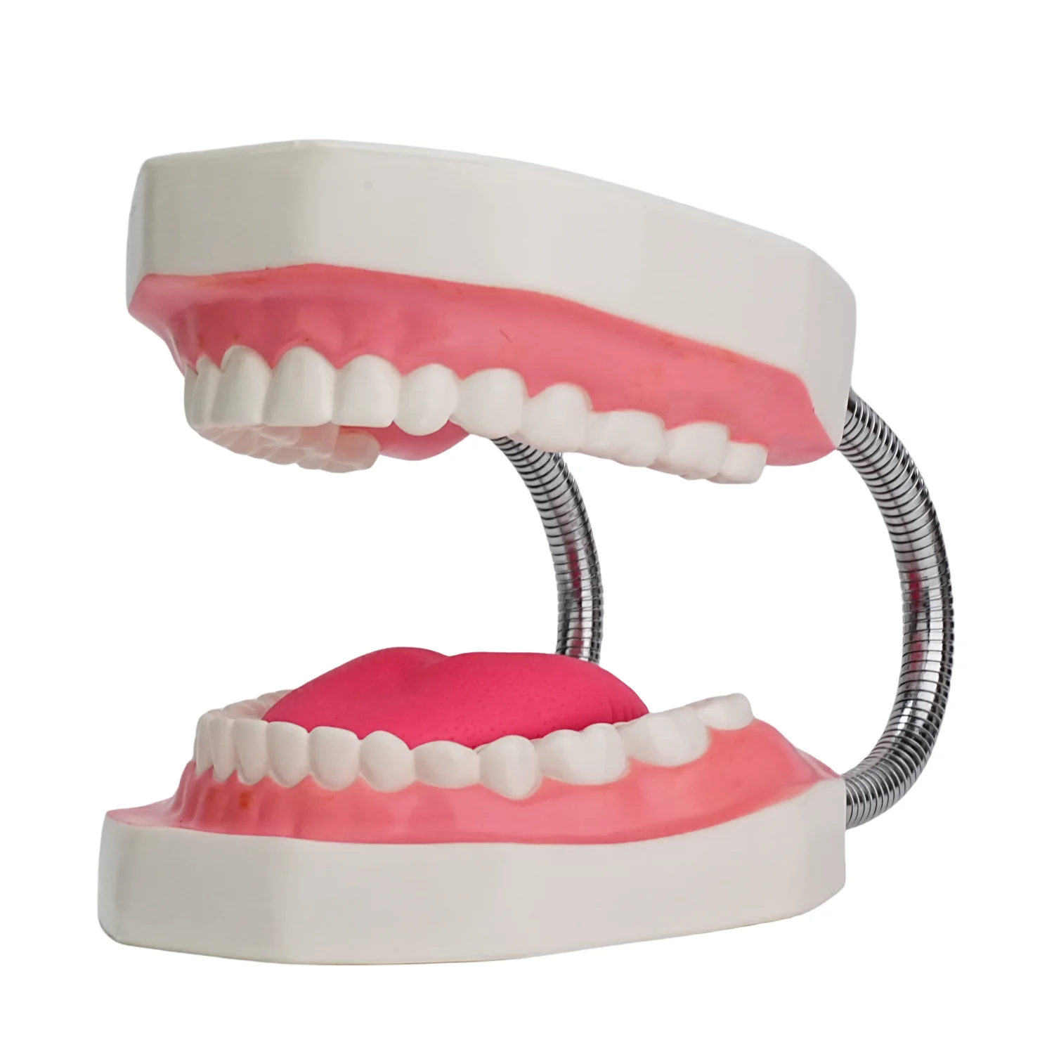 

Mouth Model White Hinge for Speech Therapy, Ideal Brushing Teaching Dental Teeth Model for Kids and Children, 6 Times Enlarge