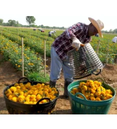 

Прессотерапия под давлением воздуха, лимфодренажный массаж, Детокс, сауна, костюм, система похудения для тела, ног, рук, массаж