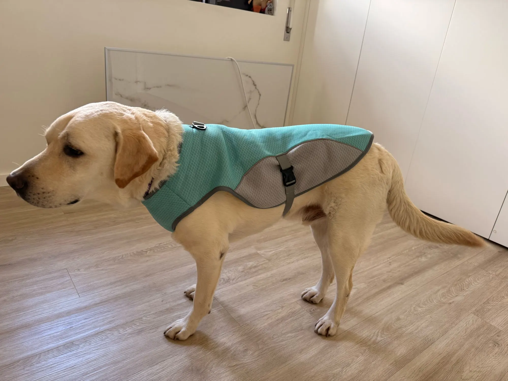 Reflective Dog Cooling Vest & Harness | Outdoor Training Cooler Jacket with Water Impact