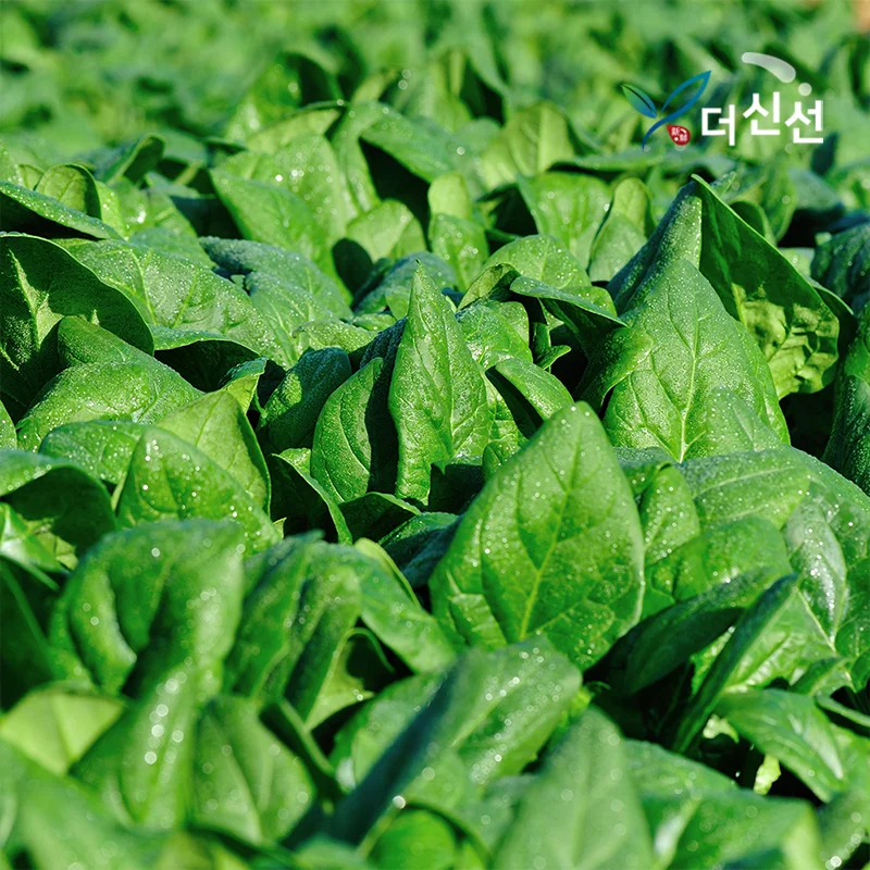 Namhae Fresh Spinach 1kg