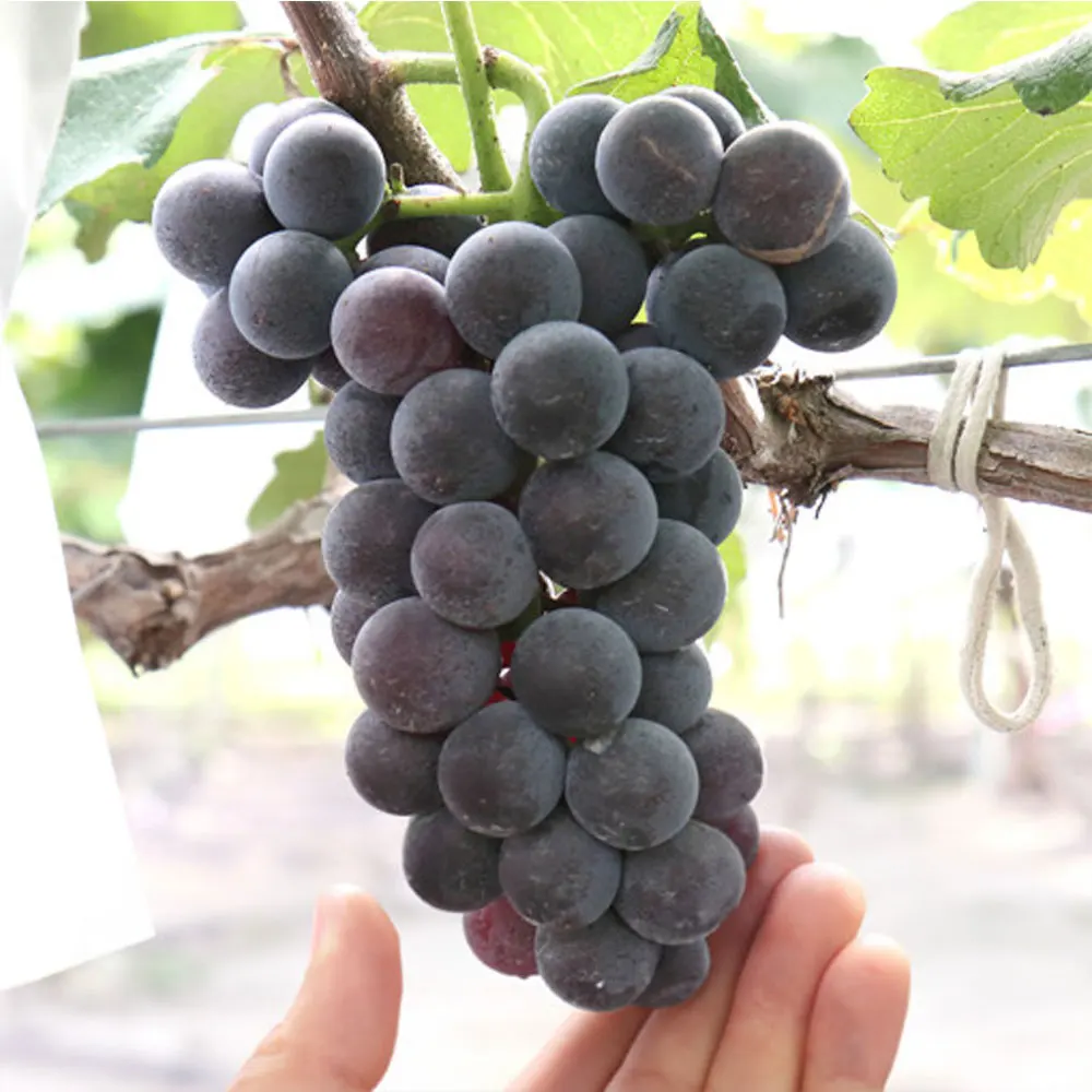 Domestic Campbell grapes around 1kg 2-4