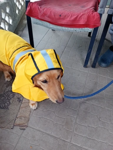 Customer review photo for Waterproof Dog Raincoat — Adjustable, Windproof & Hooded