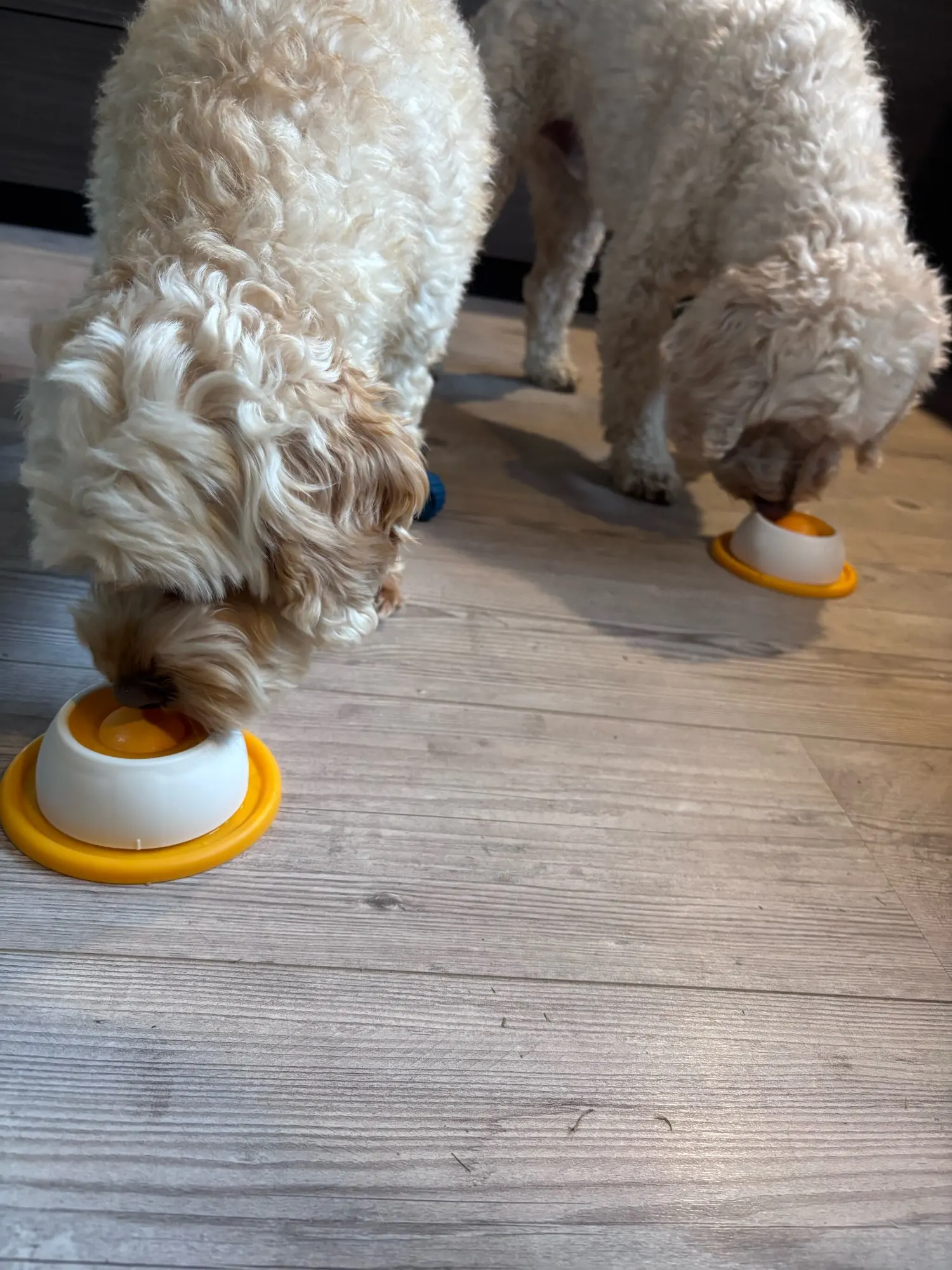 Customer review photo for Pet Lick Bowl with Rolling Ball Slow Feeder