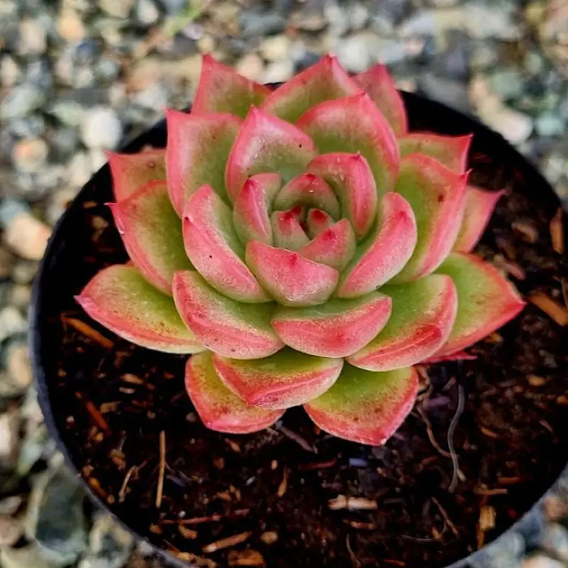 Echeveria Agavoid Flawer