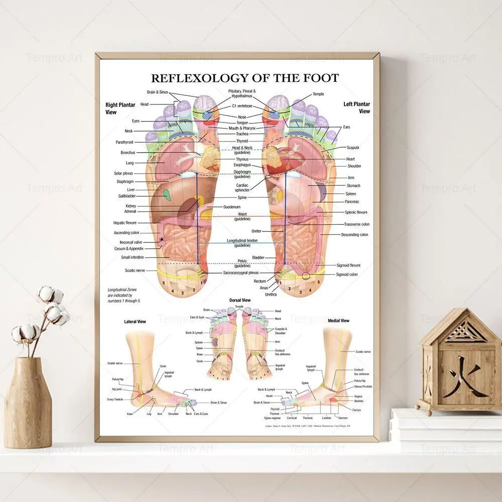 Reflexology Of The Foot Poster Acupuncture Point Chart Anatomy Art Canvas Painting Print Picture For Living Room Home Wall Decor