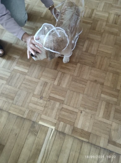 Customer review photo for Clear Water-Resistant Dog Raincoat with Harness Opening