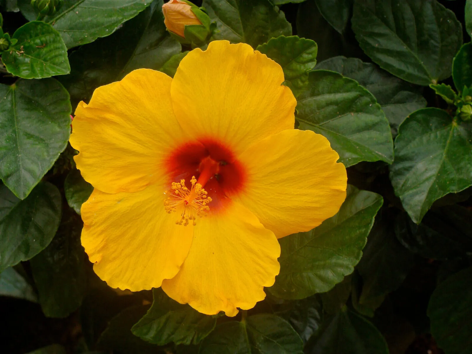 30 SEMILLAS DE HIBISCO SÍRIANO AMARILLO