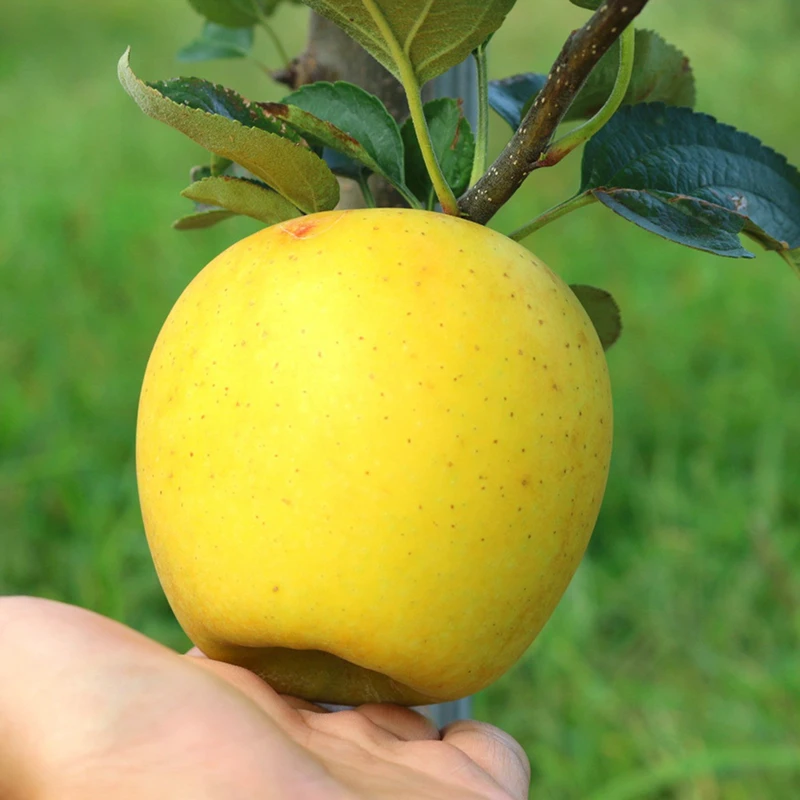 عبوة عملية حلوة وحامضة، شينانو جولد مقرمشة 2 كجم (حوالي 15 فواكه) #4