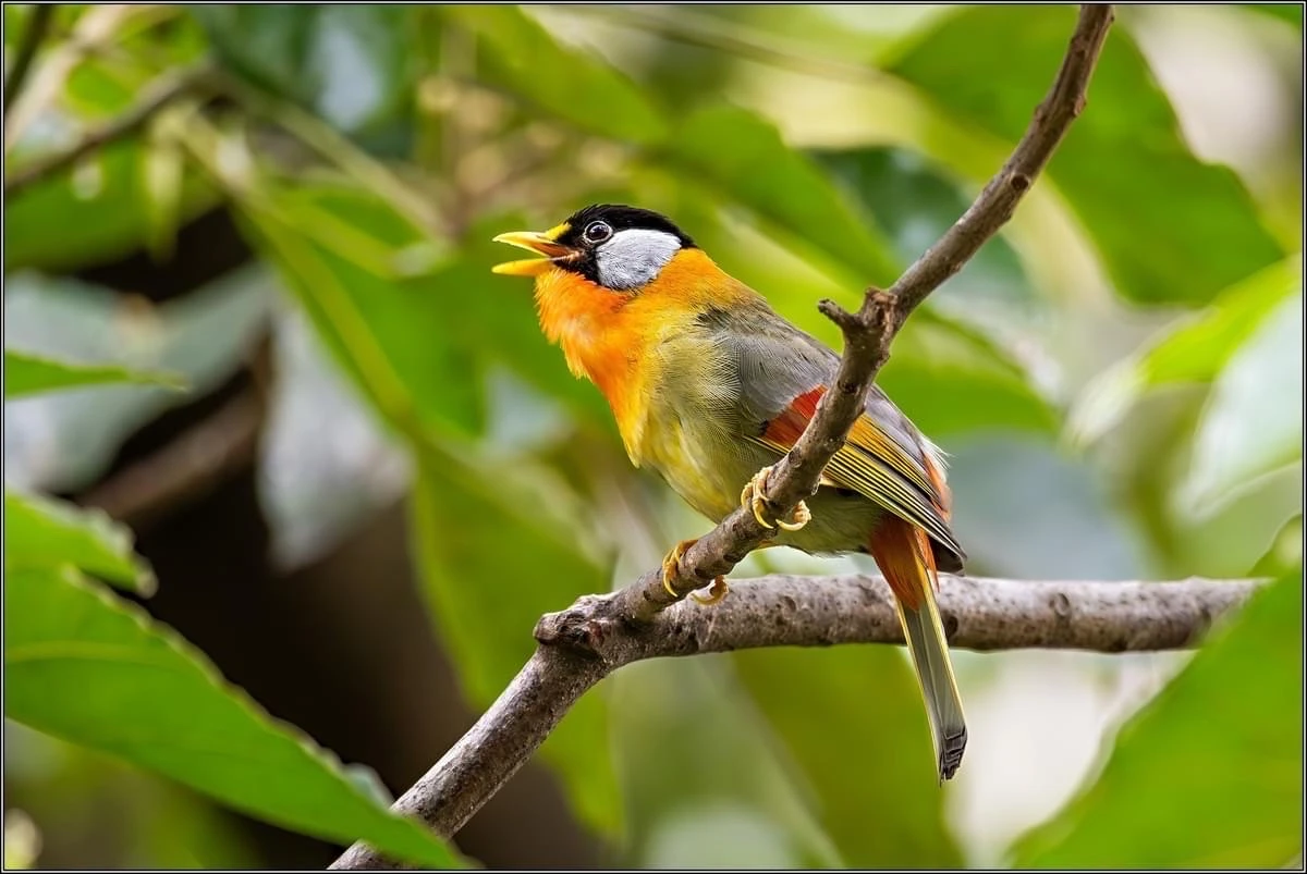 

600ml Glass Studded Cocktail Mixing Glass Bar Tool