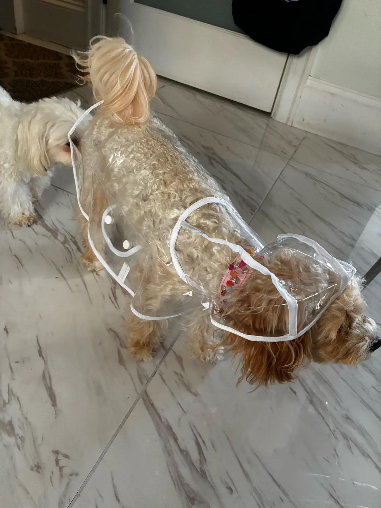Customer review photo for Clear Water-Resistant Dog Raincoat with Harness Opening