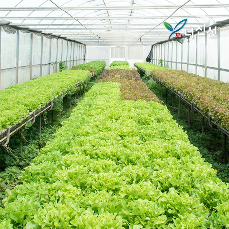 Domestic European Salad Vegetables 1kg 3-6 Varieties