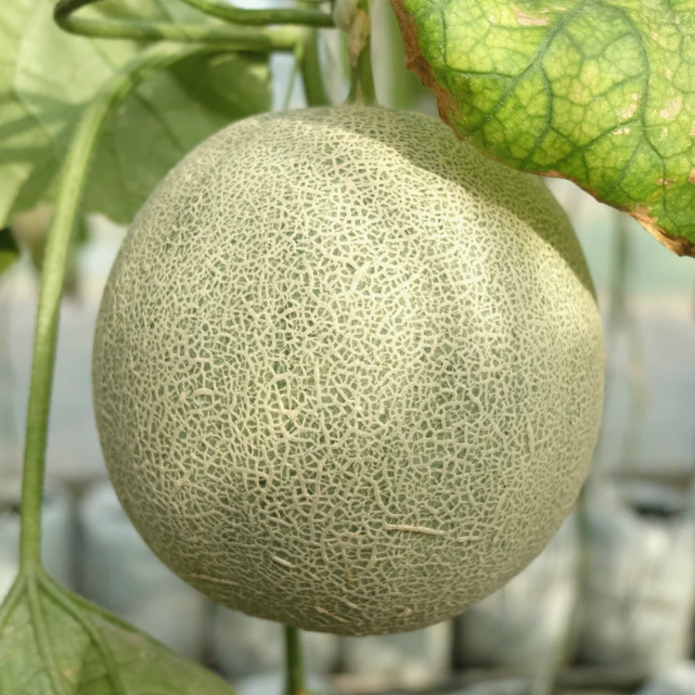 프리미엄 고당도 머스크 멜론