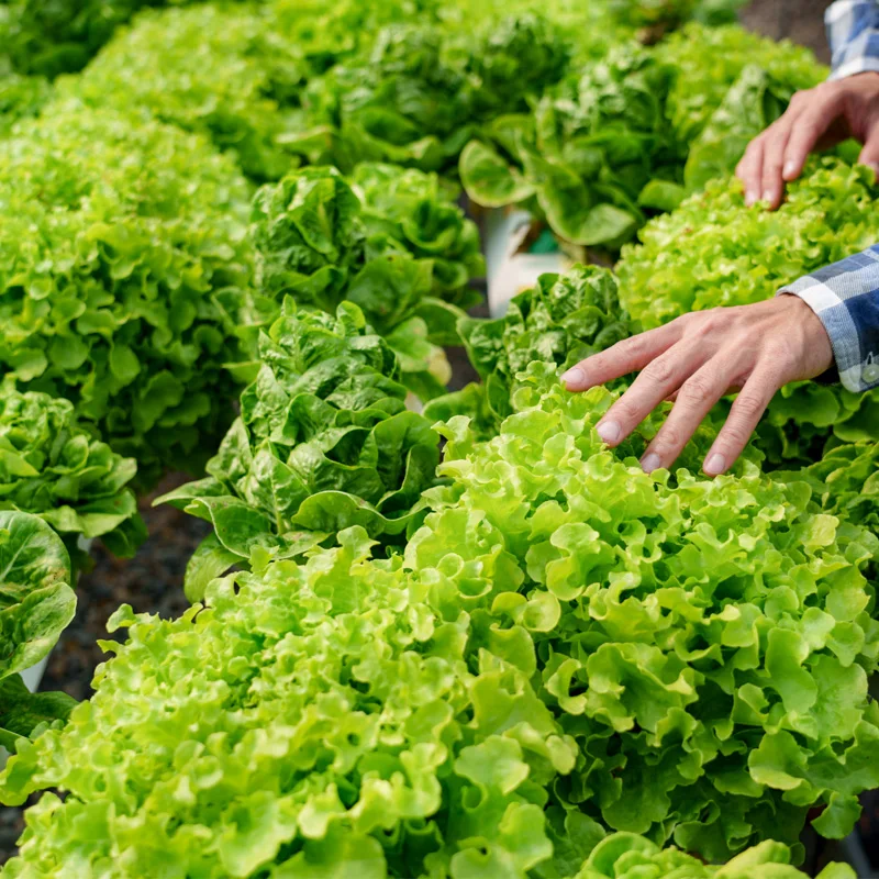 1 كجم خضار سلطة أوروبية منتجة محلية (4 ~ 6 أنواع توصيل عشوائي) #1