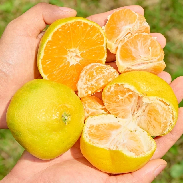 5kg, 10kg of extreme live steviano citrus